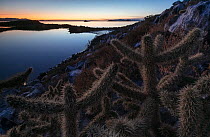 Landscape of island coast including Jumping cholla cacti (Cylindropuntia fulgida).  Rasa Island Special Biosphere Reserve, Sea of Cortez, Mexico. April.