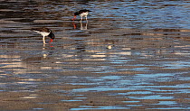American oystercatcher (Haematopus palliatus) foraging on beach at low tide.  Rasa Island Special Biosphere Reserve, Sea of Cortez, Mexico, April.