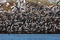 Heermann's gull (Larus heermanni) breeding colony in flight and restless due to presence of pair of Peregrine falcon (Falco peregrinus).  Rasa Island Special Biosphere Reserve, Sea of Cortez, Me...