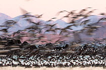 Heermann's gull (Larus heermanni) breeding colony in flight and restless due to presence of pair of Peregrine falcon (Falco peregrinus).  Rasa Island Special Biosphere Reserve, Sea of Cortez, Me...