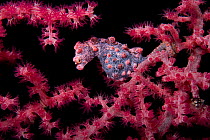Pygmy seahorse (Hippocampus bargibanti) on fan coral, Divers Heaven Reef, Panglao Island, South  Bohol, Philippines, Pacific Ocean