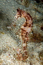 Thorny seahorse (Hippocampus histrix) resting, House reef, Alona Beach, Panglao Island, South  Bohol, Philippines, Pacific Ocean.