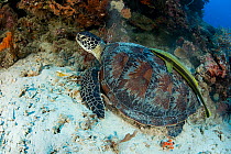 Green sea turtle (Chelonia mydas) resting among coral with Common remora (Remora remora) attatched to shell, Balicasag Island, South  Bohol, Philippines, Pacific Ocean. Endangered.