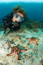 Horned sea stars (Protoreaster nodosus) being observed by scuba diver, Arco Point, Panglao Island, South  Bohol, Philippines, Pacific Ocean.