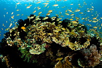 Jewel basslet (Pseudanthias squamipinnis) shoal on coral reef, with Lemon damsel (Pomacentrus moluccensis) among them, Arco Point, Panglao Island, South Bohol, Philippines, Pacific Ocean.