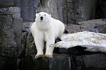 Polar bear (Ursus maritimus) female at Alkefjellet seabird breeding colony, Islas, Svalbard, Norway, July.  With the reduction of the Arctic sea ice, in recent years polar bears have sought food from...