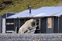 Polar bear (Ursus maritimus) looking at its reflection in glass window.  It broke the window and entered the cabin after the image was taken. Sfjord, Svalbard islands, Norway, July.