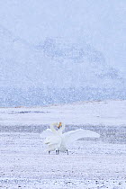 Whooper swans (Cygnus cygnus) pair engaged in courtship as snow falls, Myvatn lake, Iceland, March.