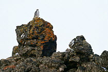 Gyrfalcon (Falco rusticolus) perched on volcanic rock, Myvatn lake, Iceland, March.