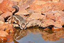 Harris's antelope squirrel (Ammospermophilus harrisii) drinking from pool, Arizona, USA.