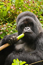 Mountain gorilla (Gorilla beringei beringei) silverbck eating bamboo,  Hirwa group, Volcanoes National Park, Rwanda. Endangered.