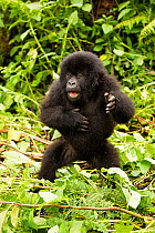 Mountain gorilla (Gorilla beringei beringei) infant beating chest, Hirwa group, Volcanoes National Park, Rwanda. Endangered.