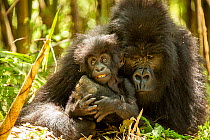 Mountain gorilla (Gorilla beringei beringei) female hugging infant, Volcanoes National Park, Rwanda. Endangered.