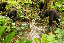 Mountain gorilla (Gorilla beringei beringei) troop playing in river, Hirwa Group, Volcanoes National Park, Rwanda. Endangered.
