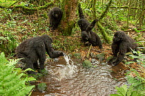 Mountain gorilla (Gorilla beringei beringei) troop playing in the river, Hirwa Group, Volcanoes National Park, Rwanda. Endangered.