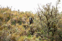 Spectacled bear (Tremarctos ornatus) sitting amongst grass and shrubs, Papallacta Pass, Andes Mountains, Ecuador.