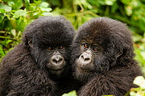 Mountain gorilla (Gorilla beringei beringei) infants with their heads close together, Kwitonda Group, Volcanoes National Park, Rwanda. Endangered.
