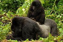 Mountain gorilla (Gorilla beringei beringei) silverback laying down with infant sat on his back, Kwitonda group, Volcanoes National Park, Rwanda. Endangered.