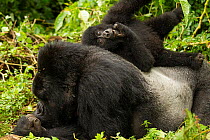 Mountain gorilla (Gorilla beringei beringei) silverback laying down, with infant playing on his back,  Kwitonda group, Volcanoes National Park, Rwanda. Endangered.