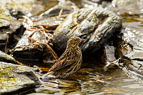 South Georgia pipit, (Anthus antarcticus) bathing in pool, Prion Island, South Georgia, South Atlantic. Endangered.