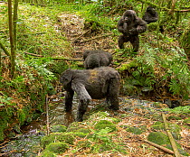 Mountain gorillas (Gorilla beringei beringei) playing in river, whilst infant beats its chest on riverbank, Sabyinyo Volcano, Hirwa group, Volcanoes National Park, Rwanda.