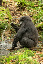 Mountain gorilla (Gorilla beringei beringei) female playing in a river, Sabyinyo Volcano, Hirwa group, Volcanoes National Park, Rwanda. Endangered.