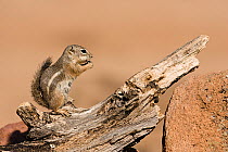 Harris's antelope squirrel (Ammospermophilus harrisii) eating on a log, Arizona, USA.