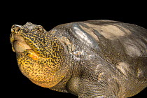 Yangtze giant softshell turtle (Rafetus swinhoei) female, portrait, Suzhou Zoo, China. Critically endangered. Captive. Both Yangtze giant softshell turtles at this facility are over 100 years old. The...