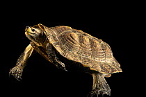 Burmese black turtle (Melanochelys trijuga edeniana) underwater, portrait, Turtle Survival Center. Captive, occurs in Myanmar.