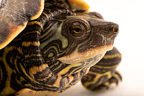 Pearl River map turtle (Graptemys pearlensis) head portrait, Turtle Survival Center. Captive, occurs in Louisiana and Mississippi, USA. Endangered.