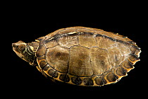 Pearl River map turtle (Graptemys pearlensis) portrait, Turtle Survival Center. Captive, occurs in Louisiana and Mississippi, USA. Endangered.