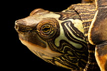 Pearl River map turtle (Graptemys pearlensis) head portrait, Turtle Survival Center. Captive, occurs in Louisiana and Mississippi, USA. Endangered.