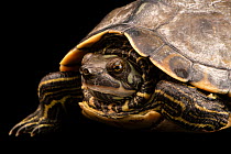 Pearl River map turtle (Graptemys pearlensis) portrait, Turtle Survival Center. Captive, occurs in Louisiana and Mississippi, USA. Endangered.
