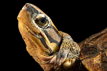 Hainan three-striped box turtle (Cuora trifasciata luteocephala) head portrait, Turtle Survival Center. Captive, occurs in China. Critically endangered.