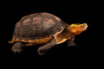 Chinese box turtle (Cuora flavomarginata) portrait, Turtle Survival Center. Captive, occurs in China and Japan. Endangered.