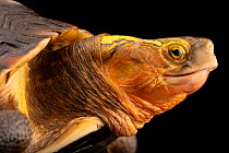 Chinese box turtle (Cuora flavomarginata) head portrait, Turtle Survival Center. Captive, occurs in China and Japan. Endangered.