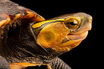 Ryukyu box turtle (Cuora flavomarginata evelynae) head portrait, Turtle Survival Center. Captive, occurs in Japan and China. Endangered.