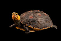 Ryukyu box turtle (Cuora flavomarginata evelynae) portrait, Turtle Survival Center. Captive, occurs in Japan and China. Endangered.