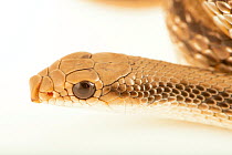 Mojave patch-nosed snake (Salvadora hexalepis mojavensis) head portrait, private collection, California, USA. Captive.