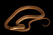Mojave patch-nosed snake (Salvadora hexalepis mojavensis) portrait, private collection, California, USA. Captive.