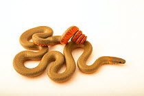 San Diego ring-necked snake (Diadophis punctatus similis) with coiled tail displaying defensive behaviour, portrait, private collection, California, USA. Captive.
