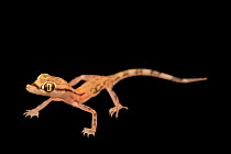 Arabian web-footed gecko (Trigonodactylus arabicus) portrait, Arabian Wildlife Centre, Sharjah, UAE. Captive.