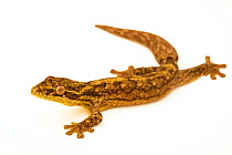 Turnip-tailed gecko (Thecadactylus rapicauda) portrait, Urku Center, Tarapoto, Peru. Captive.