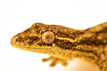 Turnip-tailed gecko (Thecadactylus rapicauda) head portrait, Urku Center, Tarapoto, Peru. Captive.