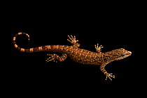 Bridled forest gecko (Gonatodes humeralis) portrait, Centro de Rescate Amazonico, Iquitos, Peru. Captive.