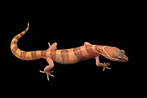 San Diego banded gecko (Coleonyx variegatus abbotti) portrait, private collection, California, USA. Captive.