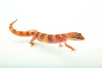 San Diego banded gecko (Coleonyx variegatus abbotti) walking portrait, private collection, California, USA. Captive.