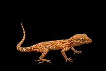 Baluch rock gecko (Bunopus tuberculatus) portrait, Arabian Wildlife Centre, Sharjah, UAE. Captive.