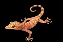 Margarita's leaf-toed gecko (Asaccus margaritae) portrait, Arabian Wildlife Centre, Sharjah, UAE. Captive.