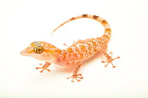 Margarita's leaf-toed gecko (Asaccus margaritae) portrait, Arabian Wildlife Centre, Sharjah, UAE. Captive.